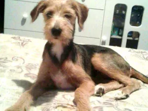 Cachorro raça Sem raça definida idade 2 a 6 meses nome Bolinha