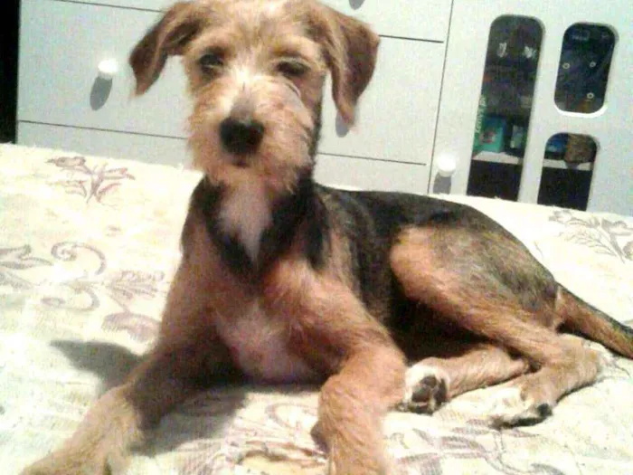 Cachorro ra a Sem raça definida idade 2 a 6 meses nome Bolinha