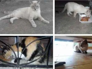 Gato raça SRD idade  nome A escolher