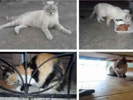 Gato ra a SRD idade  nome A escolher