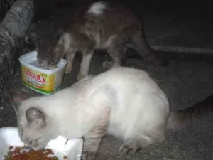 Gato raça SRD idade 7 a 11 meses nome Tigradinha