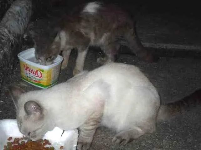 Gato ra a SRD idade 7 a 11 meses nome Tigradinha