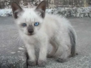 Gato raça SRD idade 2 a 6 meses nome Megui