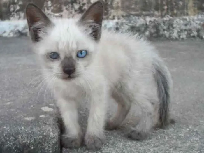 Gato ra a SRD idade 2 a 6 meses nome Megui