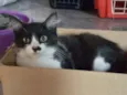 Abel