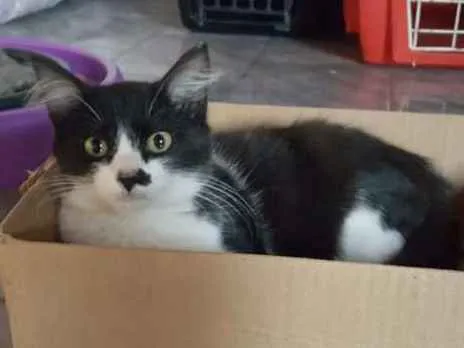 Gato ra a SRD idade 2 a 6 meses nome Abel
