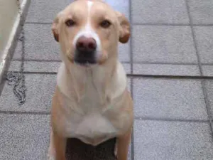 Cachorro raça Sem raça definida idade 2 anos nome Alvim
