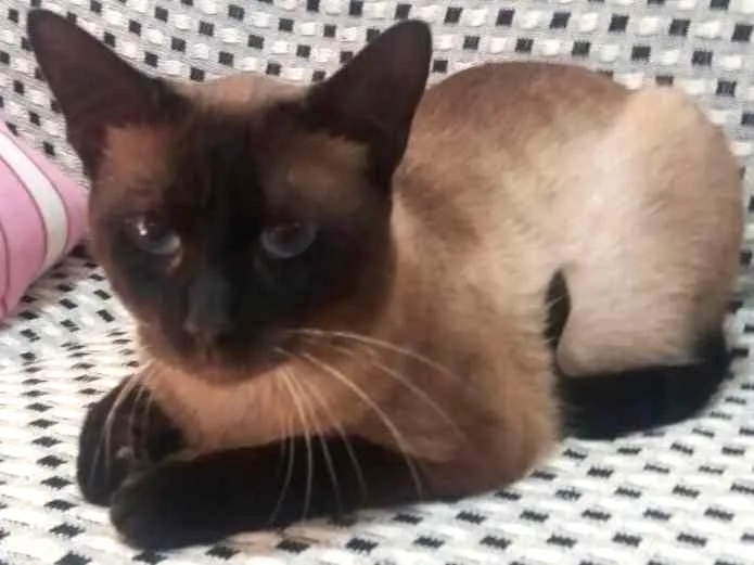 Gato ra a Siamês  idade 7 a 11 meses nome Nescau