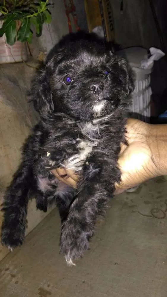 Cachorro ra a Pudool  idade 2 a 6 meses nome Não tem nome