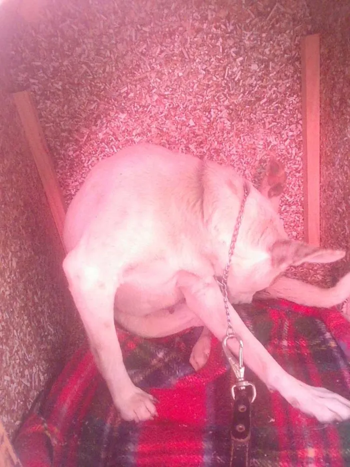 Cachorro ra a vira lata idade 1 ano nome branquela