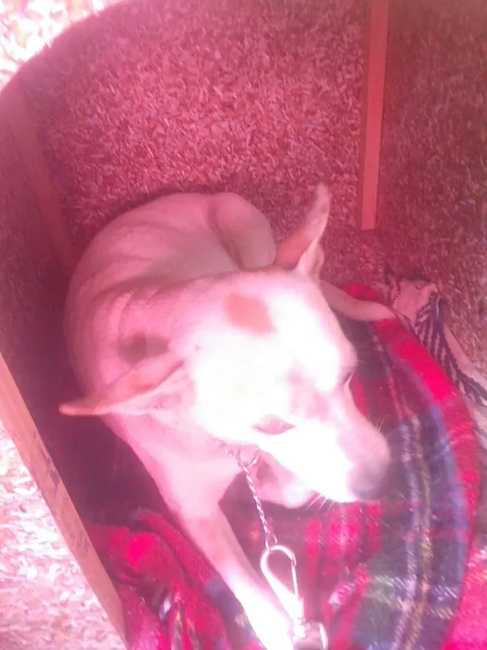 Cachorro ra a vira lata idade 1 ano nome branquela