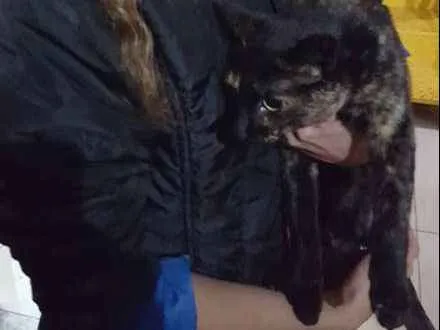 Gato ra a SRD idade 1 ano nome Sem Nome