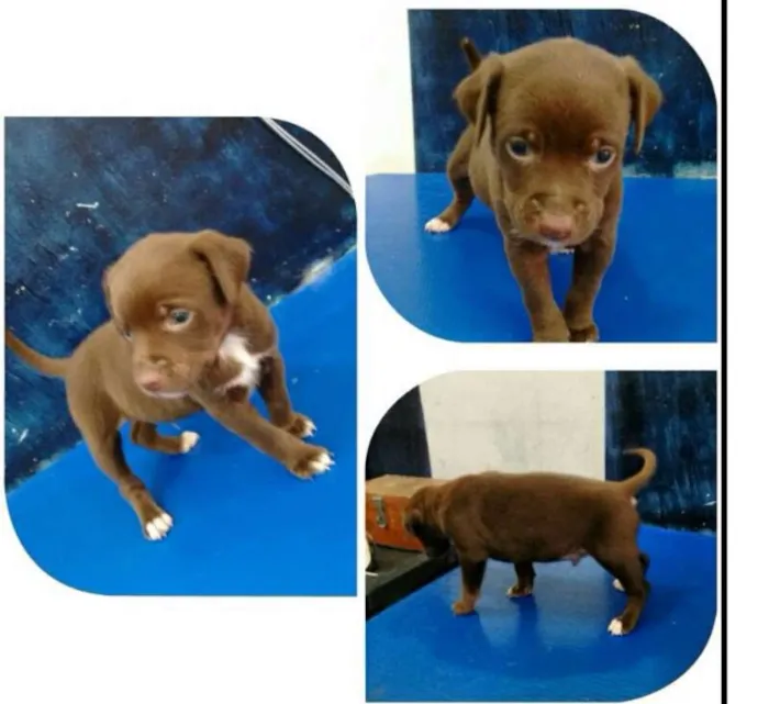 Cachorro ra a SRD idade 2 a 6 meses nome chocolate