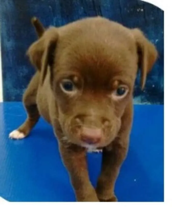 Cachorro ra a SRD idade 2 a 6 meses nome chocolate