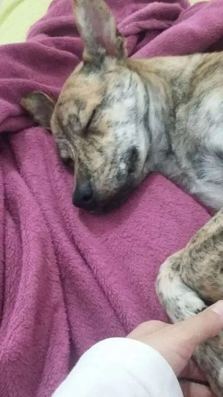 Cachorro raça Labrador com Xau Xau idade 2 a 6 meses nome Lilo