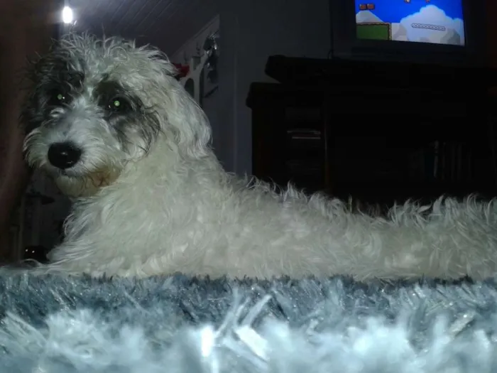 Cachorro ra a viralata com Podle idade 7 a 11 meses nome Estrela