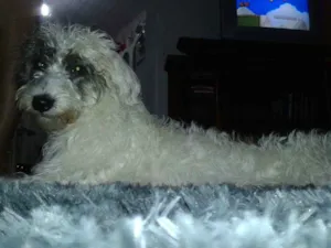 Cachorro raça viralata com Podle idade 7 a 11 meses nome Estrela
