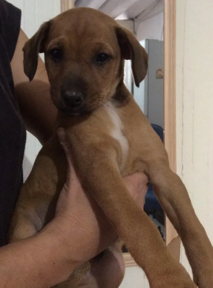 Cachorro ra a SRD idade Abaixo de 2 meses nome Filhotes