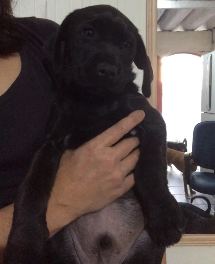 Cachorro ra a SRD idade Abaixo de 2 meses nome Filhotes