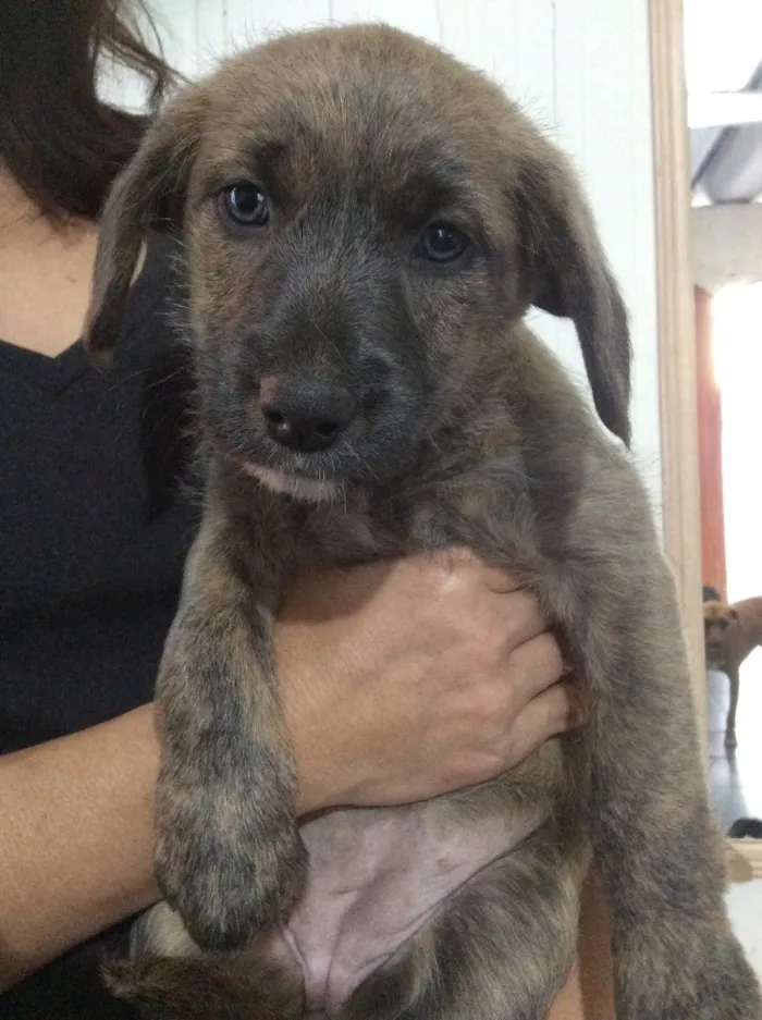 Cachorro ra a SRD idade Abaixo de 2 meses nome Filhotes