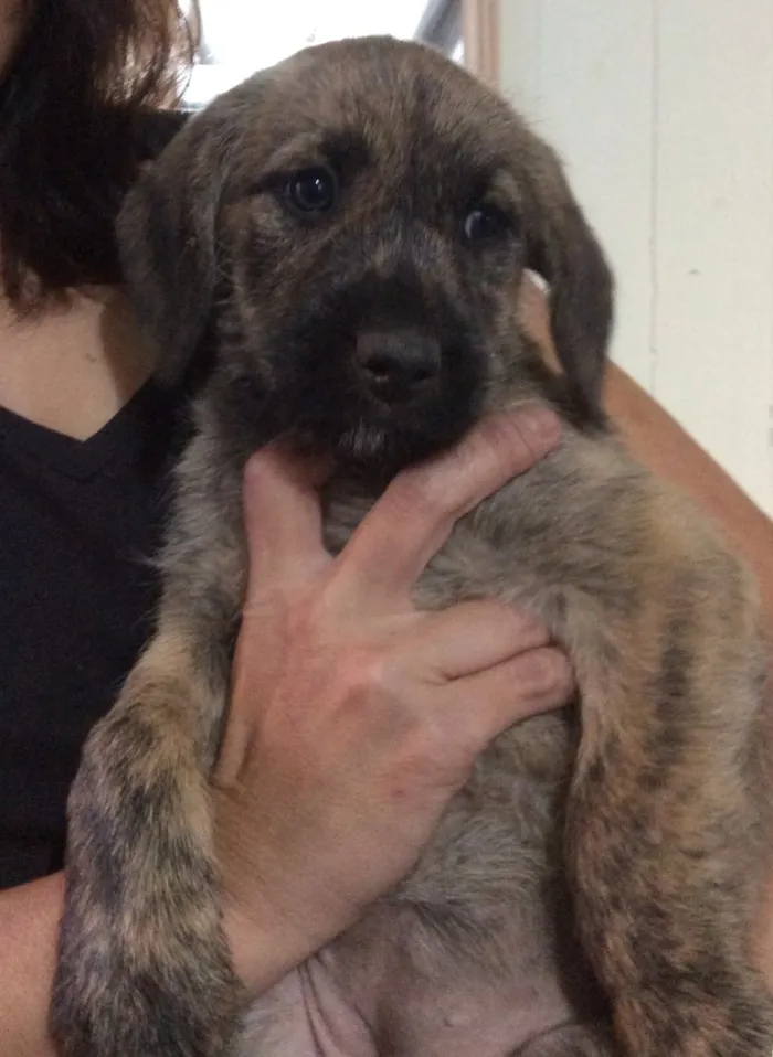 Cachorro ra a SRD idade Abaixo de 2 meses nome Filhotes