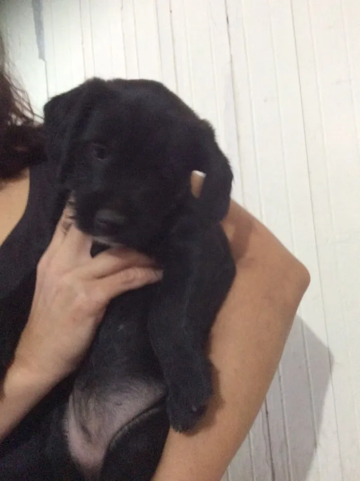 Cachorro ra a SRD idade Abaixo de 2 meses nome Filhotes