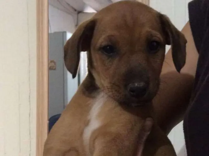 Cachorro ra a SRD idade Abaixo de 2 meses nome Filhotes