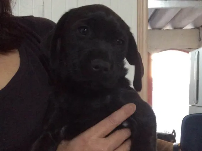 Cachorro ra a SRD idade Abaixo de 2 meses nome Filhotes