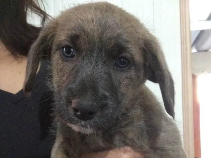 Cachorro ra a SRD idade Abaixo de 2 meses nome Filhotes