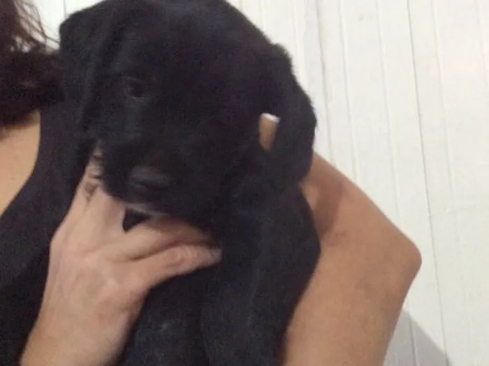 Cachorro ra a SRD idade Abaixo de 2 meses nome Filhotes