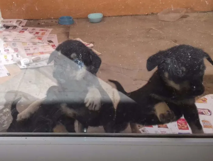 Cachorro ra a Nao sei informar idade Abaixo de 2 meses nome Titi