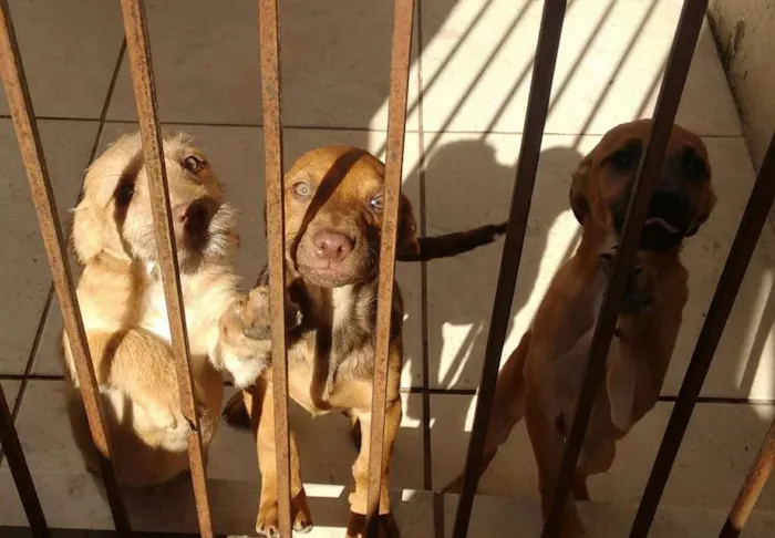 Cachorro ra a SRD idade 2 a 6 meses nome Bege Peludinho