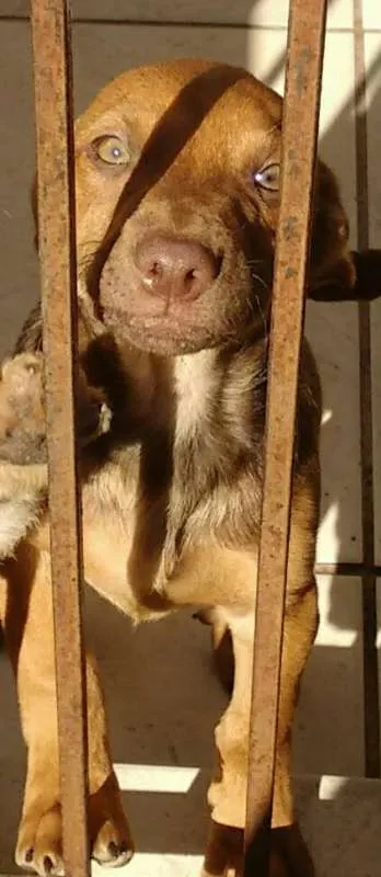 Cachorro ra a SRD idade 2 a 6 meses nome Bege Peludinho