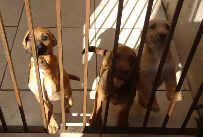 Cachorro ra a SRD idade 2 a 6 meses nome Bege Peludinho