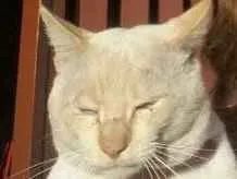 Gato raça SRD idade  nome Zangão