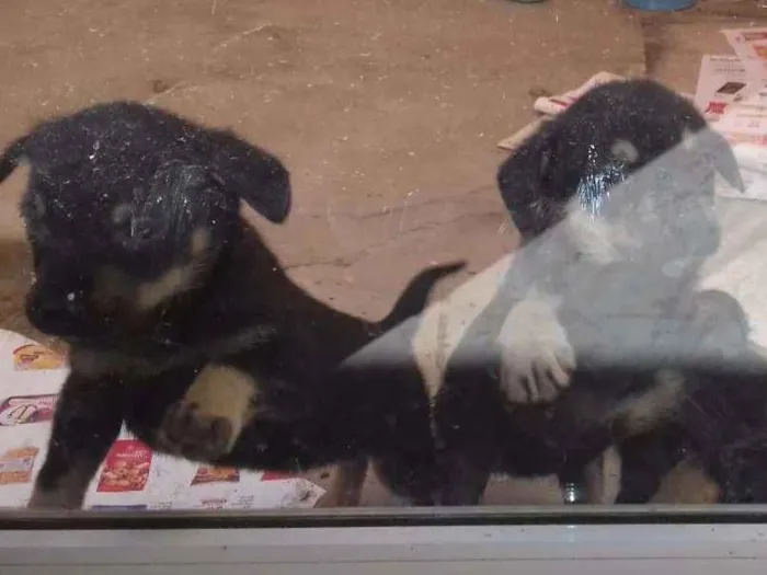 Cachorro ra a Nao sei informar idade Abaixo de 2 meses nome Titi