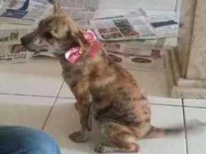 Cachorro raça Labrador com Xau Xau idade 2 a 6 meses nome Lilo