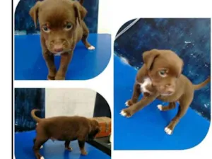 Cachorro raça SRD idade 2 a 6 meses nome chocolate