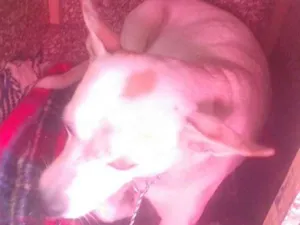 Cachorro raça vira lata idade 1 ano nome branquela