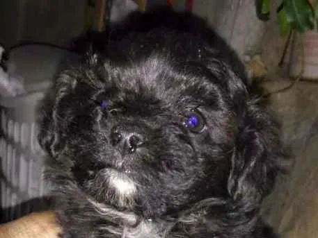 Cachorro ra a Pudool  idade 2 a 6 meses nome Não tem nome