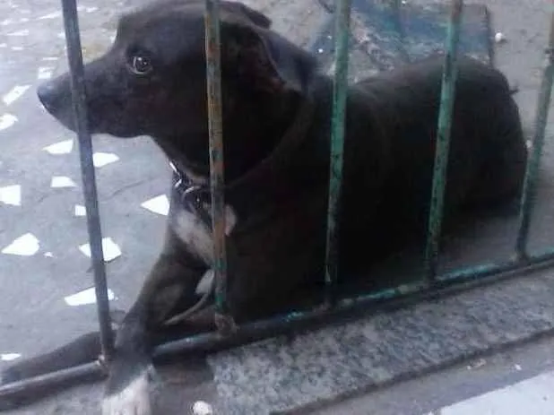 Cachorro ra a Sem raça  idade 6 ou mais anos nome Boot