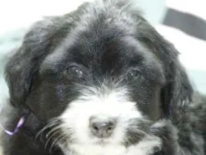 Cachorro raça não é de raça idade 2 a 6 meses nome sem nome