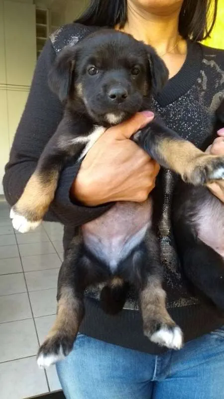Cachorro ra a Indefinida idade Abaixo de 2 meses nome NINHADA 11 FILHOTES