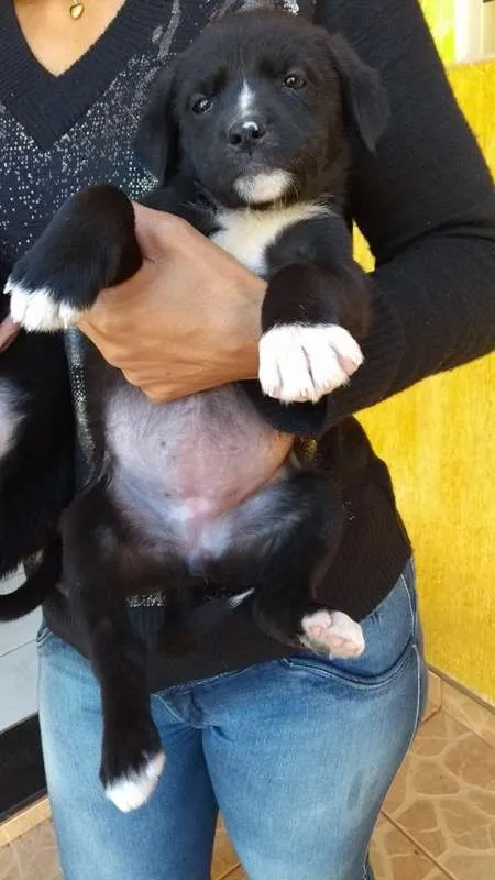 Cachorro ra a Indefinida idade Abaixo de 2 meses nome NINHADA 11 FILHOTES