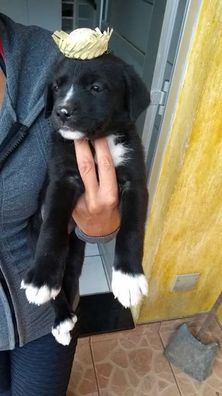 Cachorro ra a Indefinida idade Abaixo de 2 meses nome NINHADA 11 FILHOTES