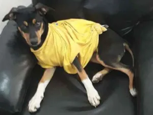 Cachorro raça Desconhecida idade 7 a 11 meses nome Anita
