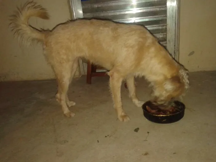 Cachorro ra a Mestiço idade 7 a 11 meses nome Pegg