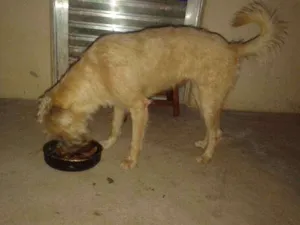 Cachorro raça Mestiço idade 7 a 11 meses nome Pegg