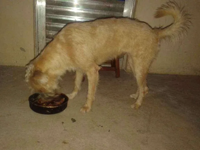 Cachorro ra a Mestiço idade 7 a 11 meses nome Pegg