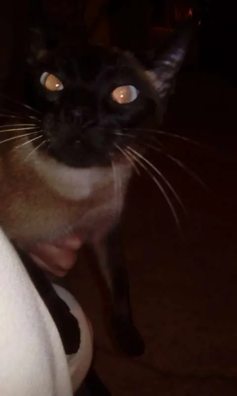 Gato ra a siames idade 2 a 6 meses nome Gatinha